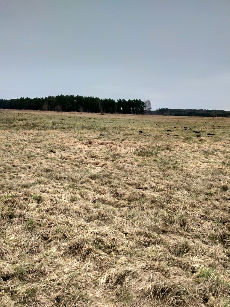 Dziaka rolna 2.81 ha,Łęgi,gm. Dobra. (1)