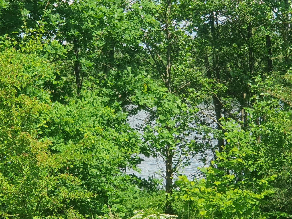 Rolna, 3,030 m2, Zieleniewo  (8)