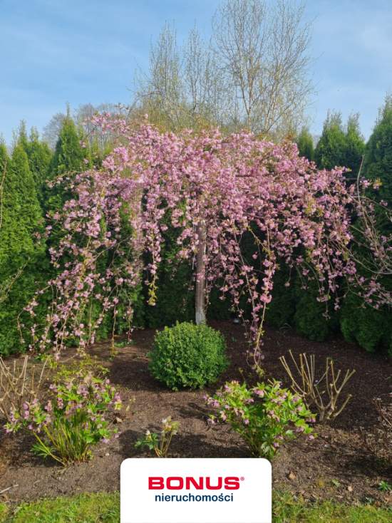 domek z dostępem do plaży (15)