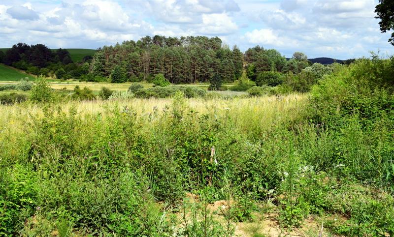 Działka budowlana - Lubieszewo  (13)