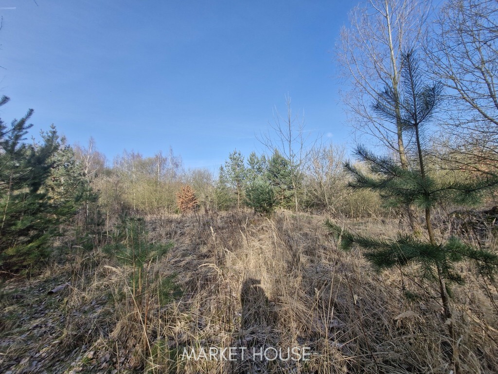Działka z bogatym drzwostanem 25 min.od Szczecina (12)