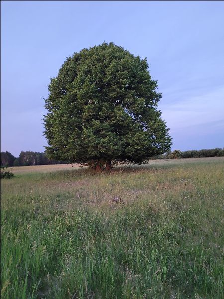 Rolna, 3,001 m2, Lubczyna  (4)
