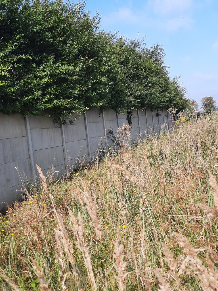 Kurów działka inwest. 2,8 ha, piękny widok na Odrę (15)