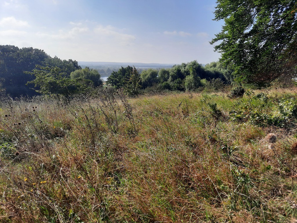 Kurów działka inwest. 2,8 ha, piękny widok na Odrę (16)