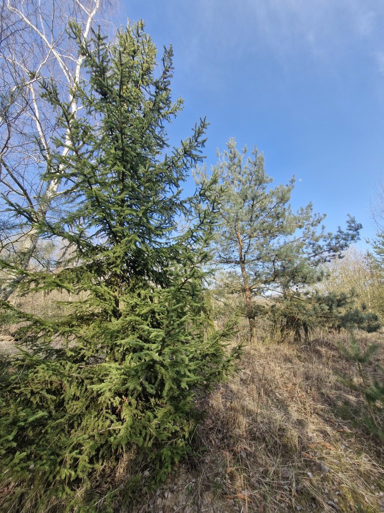 Działka budowlana  z bogatym drzwostanem (1)