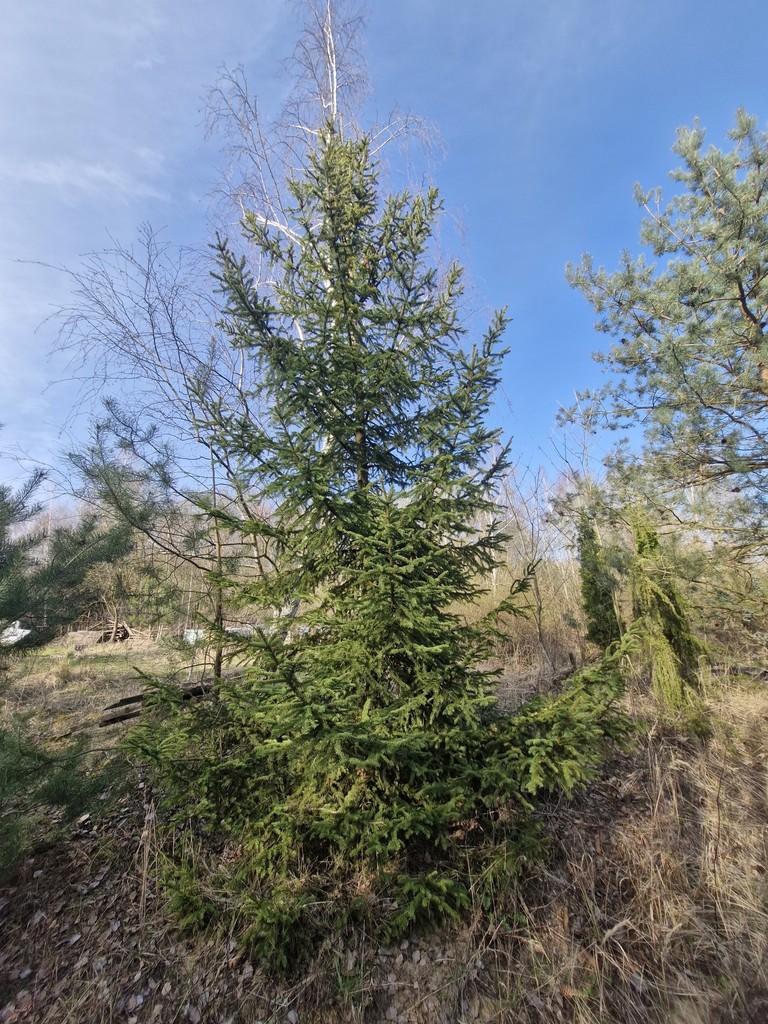 Działka budowlana  z bogatym drzwostanem (2)