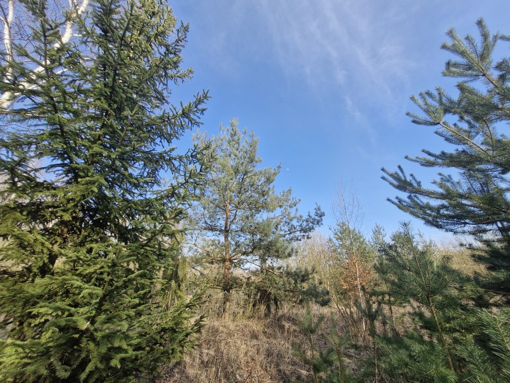 Działka budowlana  z bogatym drzwostanem (3)