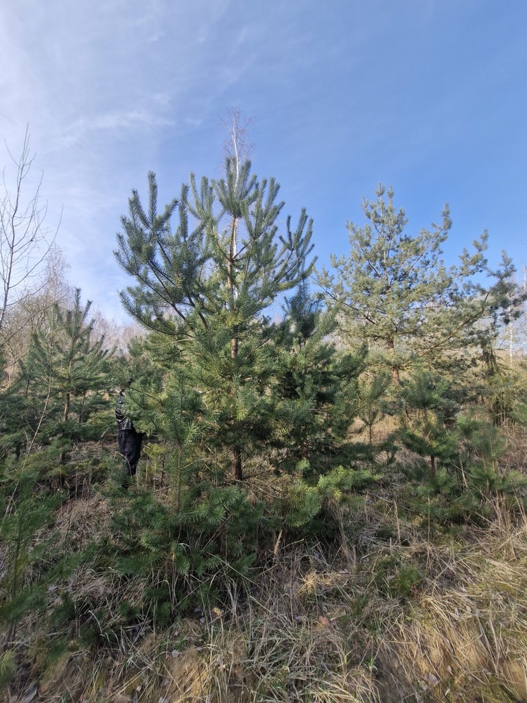 Działka budowlana  z bogatym drzwostanem (4)