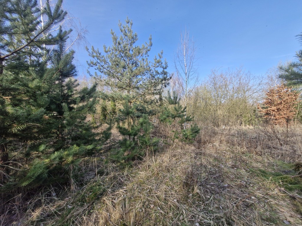 Działka budowlana  z bogatym drzwostanem (6)