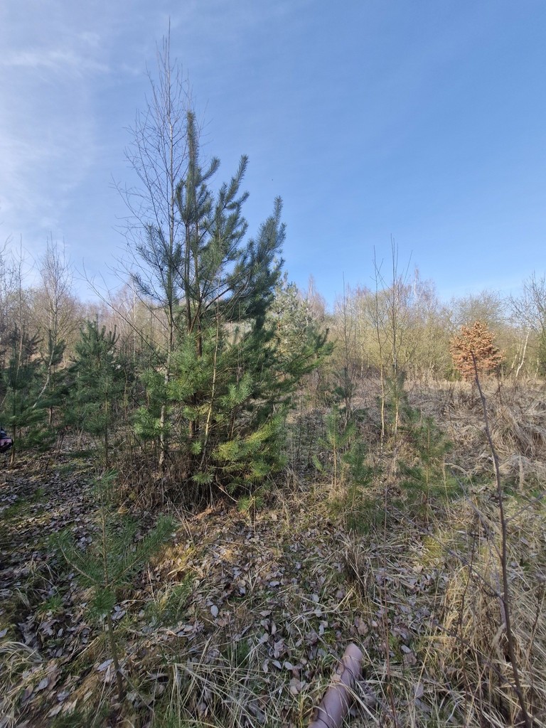 Działka budowlana  z bogatym drzwostanem (7)