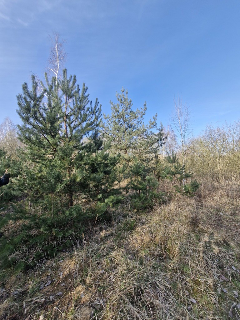 Działka budowlana  z bogatym drzwostanem (8)