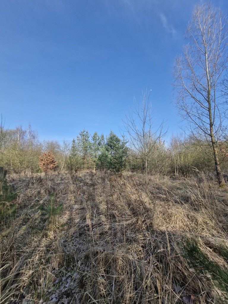 Działka budowlana  z bogatym drzwostanem (9)