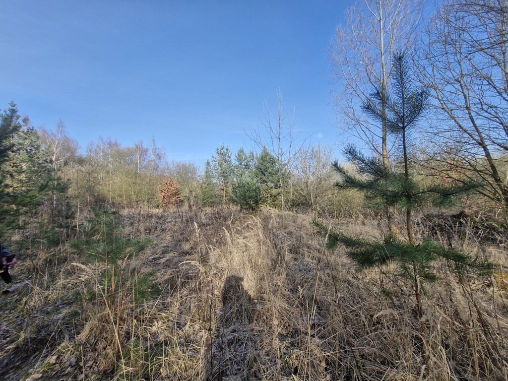 Działka budowlana  z bogatym drzwostanem (11)