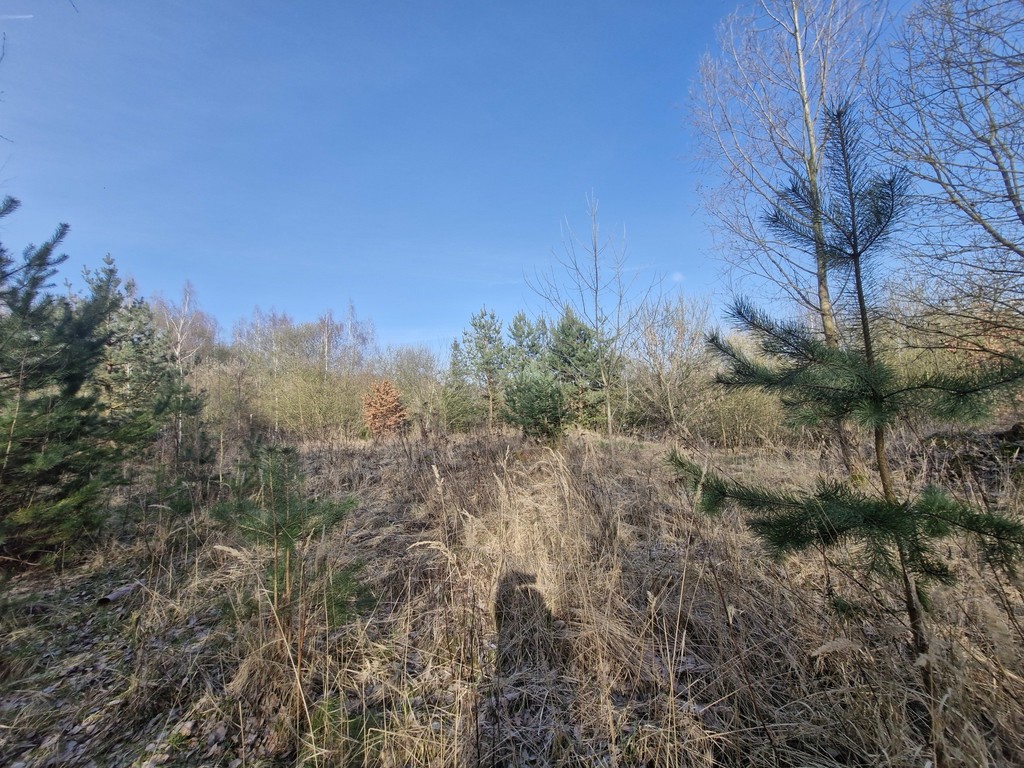 Działka budowlana  z bogatym drzwostanem (12)