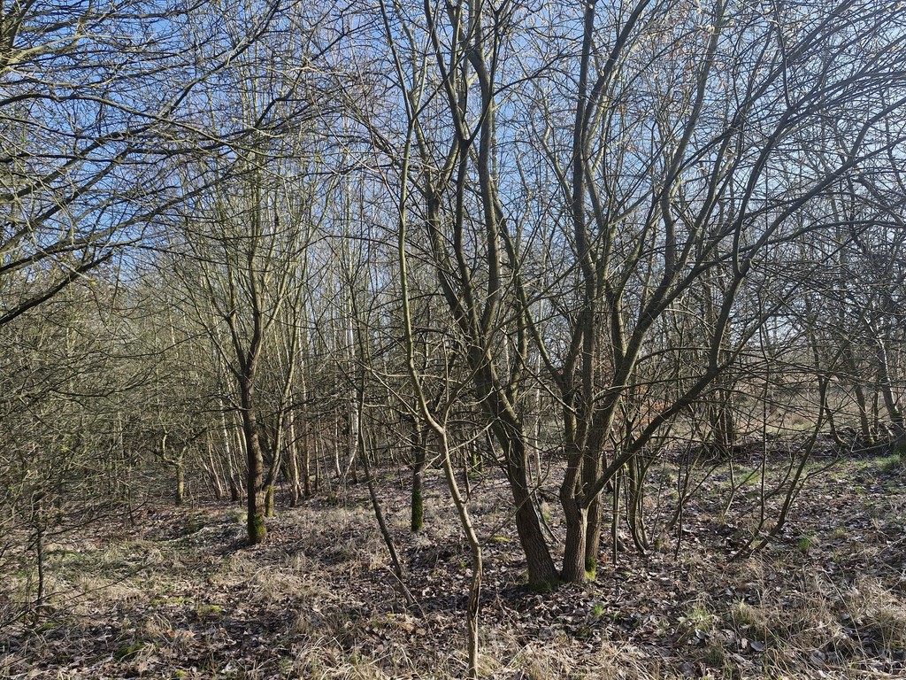 Działka budowlana  z bogatym drzwostanem (13)