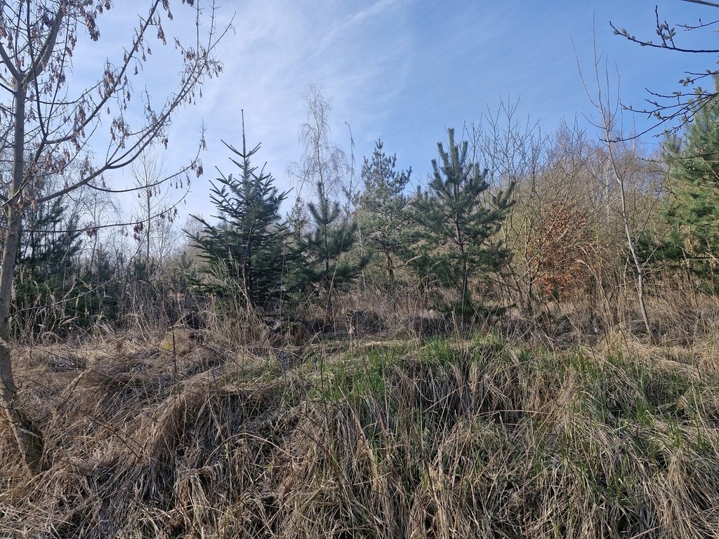 Działka budowlana  z bogatym drzwostanem (14)