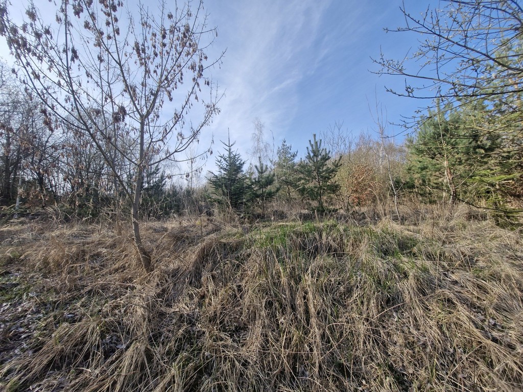 Działka budowlana  z bogatym drzwostanem (15)