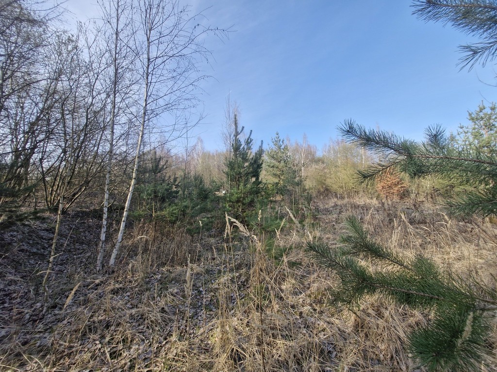 Działka budowlana  z bogatym drzwostanem (16)