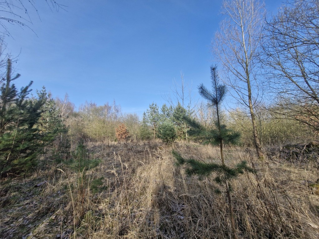 Działka budowlana  z bogatym drzwostanem (17)