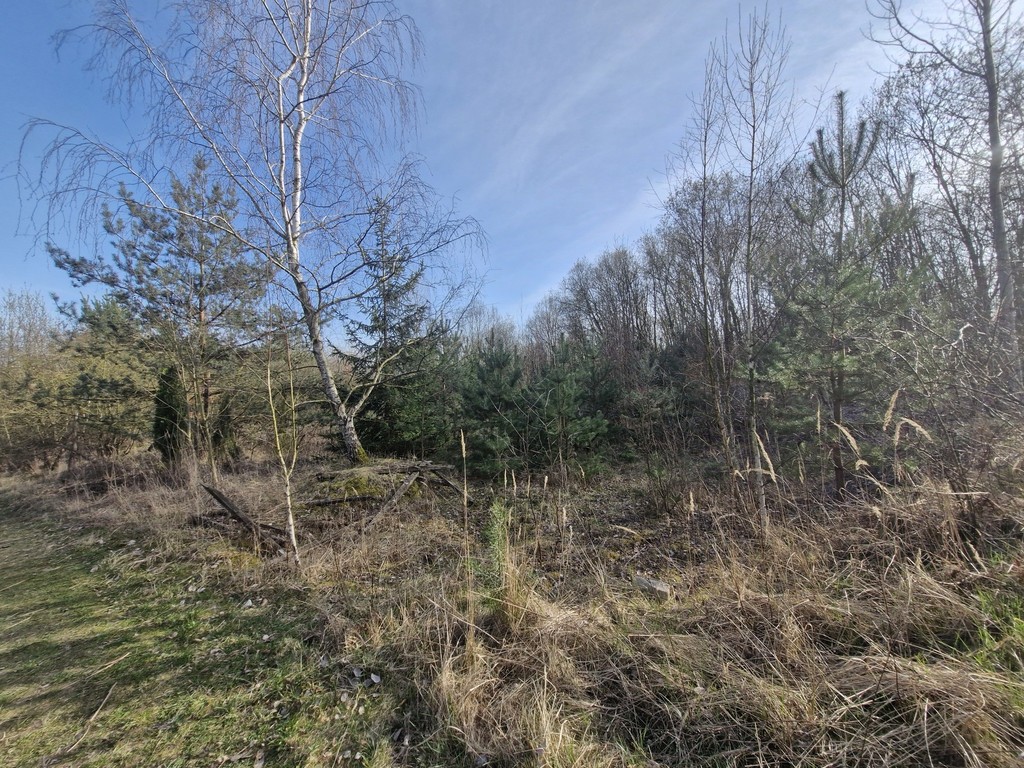 Działka budowlana  z bogatym drzwostanem (20)