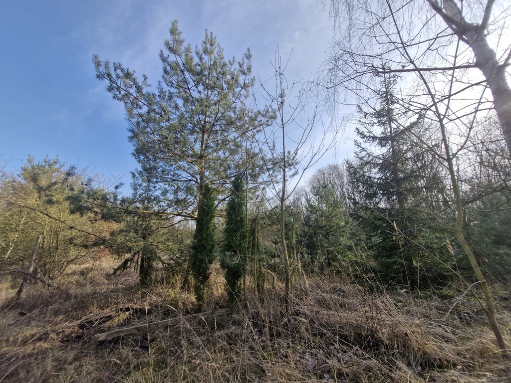 Działka budowlana  z bogatym drzwostanem (21)