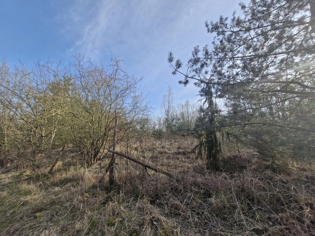 Działka budowlana  z bogatym drzwostanem (23)