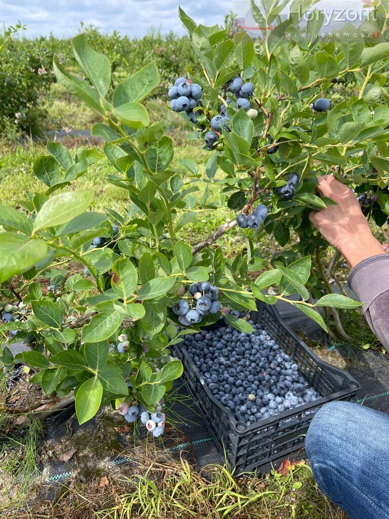 Gospodarstwo rolne 50ha (plantacja borówki 7ha) (10)