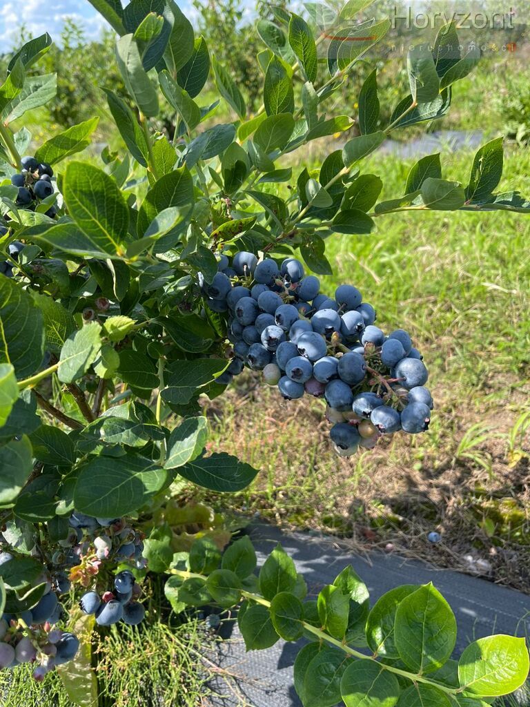 Gospodarstwo rolne 50ha (plantacja borówki 7ha) (9)