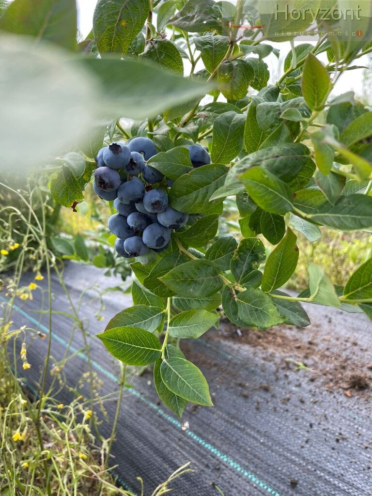 Gospodarstwo rolne 50ha (plantacja borówki 7ha) (21)