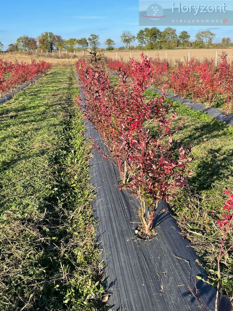 Gospodarstwo rolne 50ha (plantacja borówki 7ha) (11)