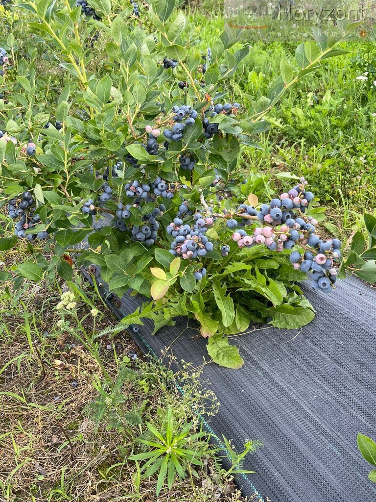 Gospodarstwo rolne 50ha (plantacja borówki 7ha) (22)