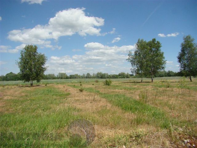 Stara Dąbrowa działka 1612 m2 55 zł/m2 (6)