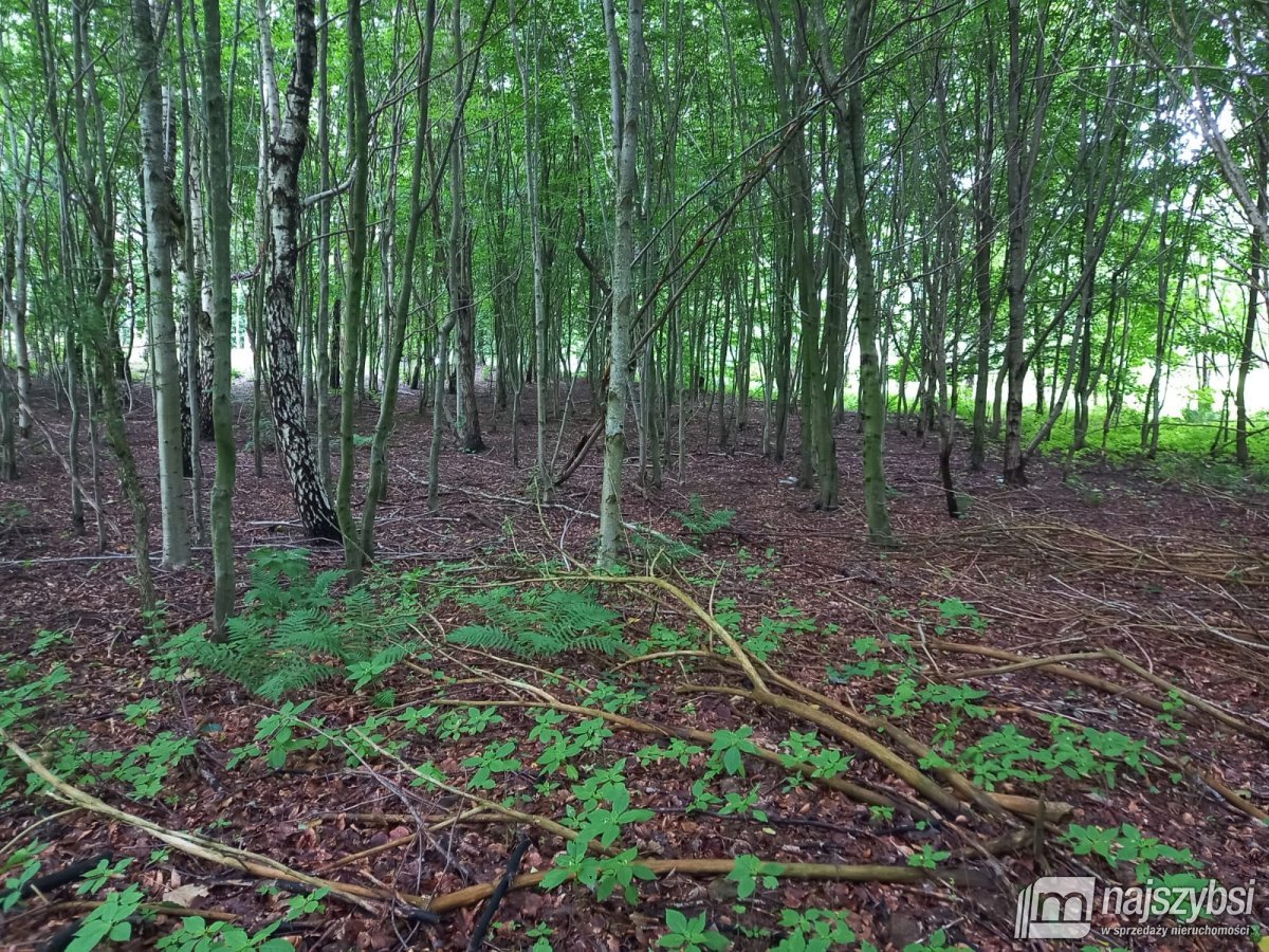 Dargocice-działka z warunkami zabudowy (18)