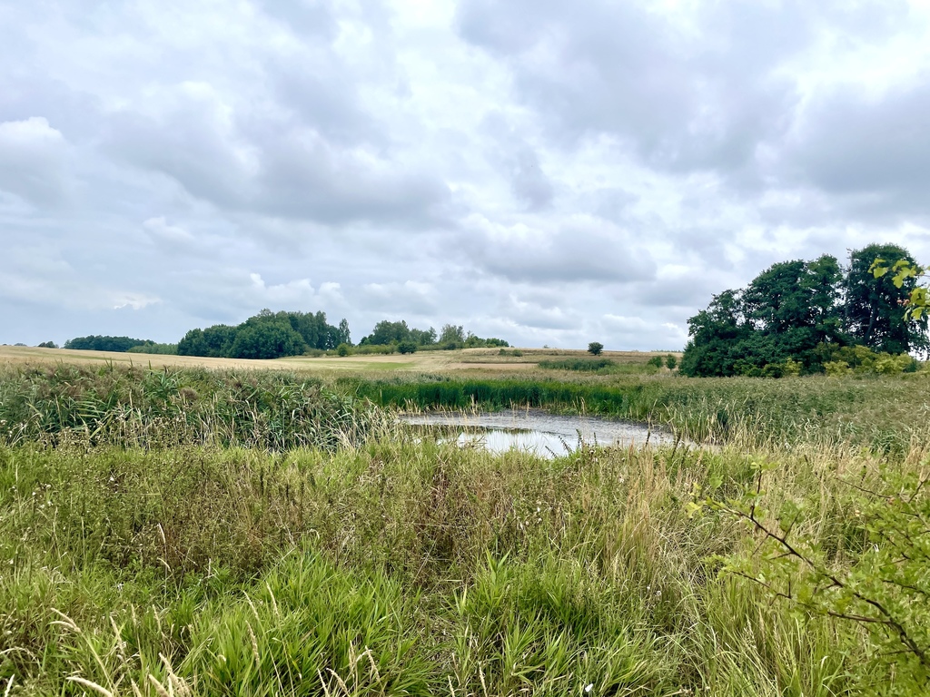 Działka rolna ze stawem w Barnisławiu (8)