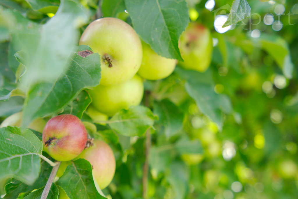 Dom wolnostojący Mielno Pyrzyckie (9)