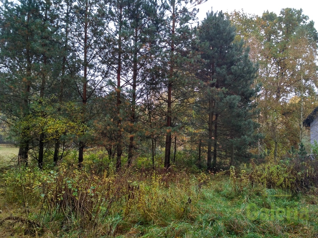 Działka budowlana 15 km od Dziwnówka (3)