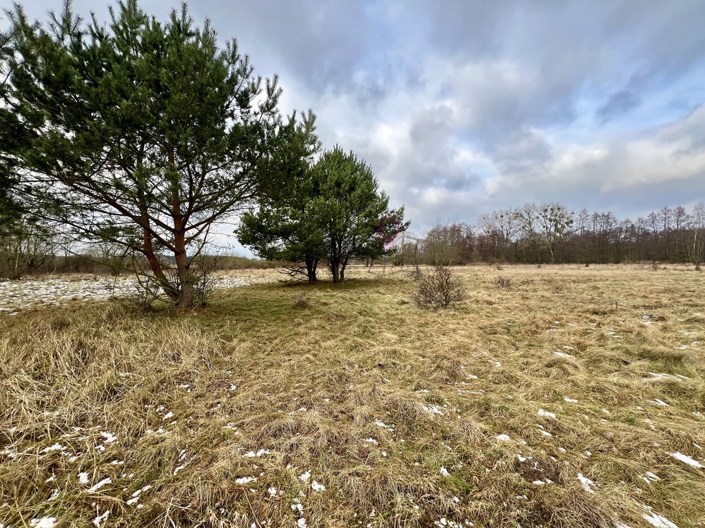 Kompleks 11 działek w Brzózkach - z WZ! (7)