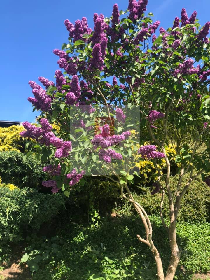 Obiekt, 495 m2, Wisełka  (27)