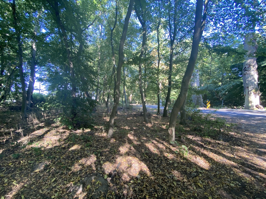 Działka przy lesie (4)