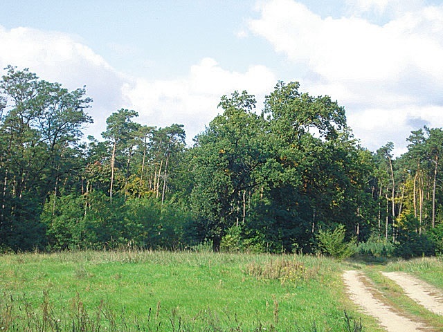 Działka przy lesie (7)