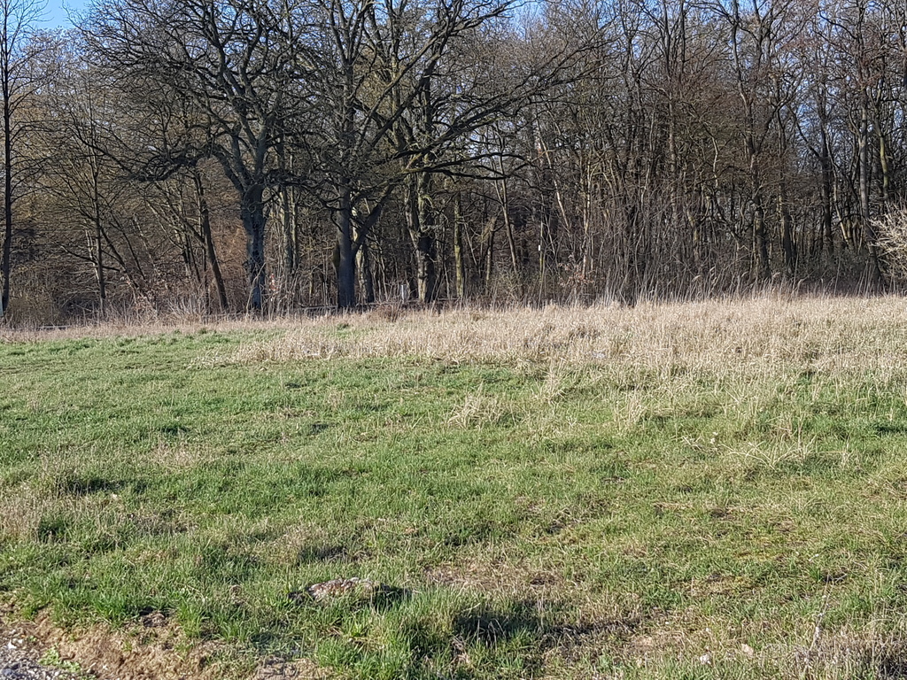 Działka przy lesie (14)