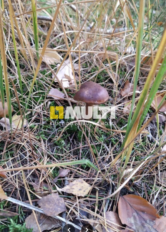 Rurzyca - mała dziaka na sprzedaż (1)