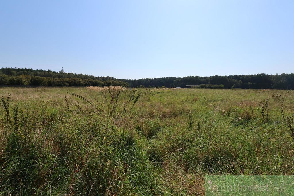Duża działka z potencjałem inwestycyjnym-Modrzewie (1)