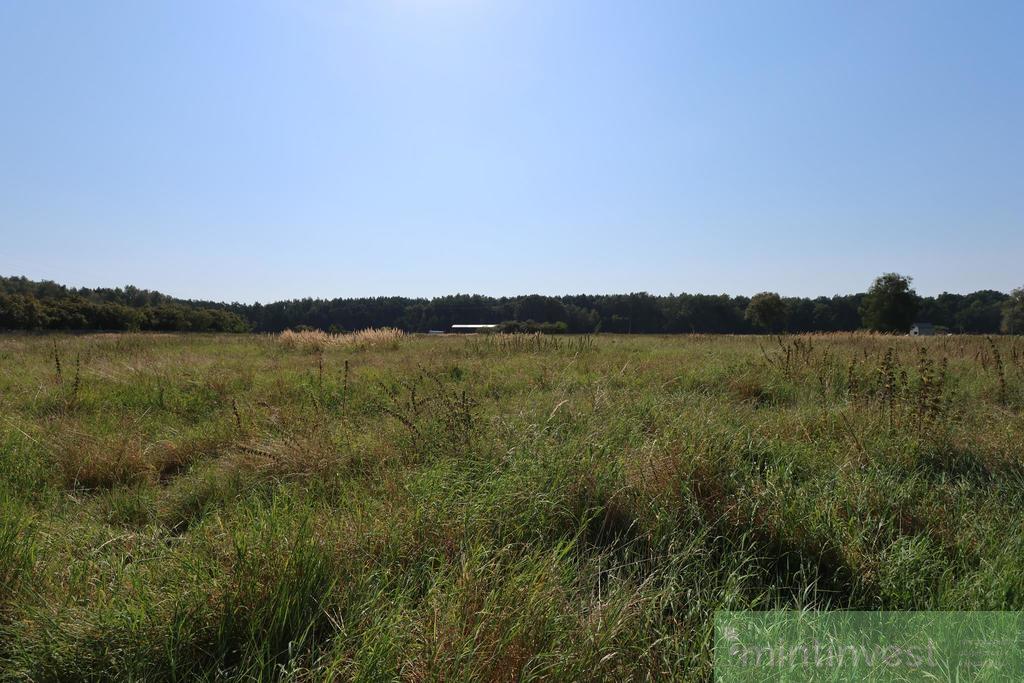 Duża działka z potencjałem inwestycyjnym-Modrzewie (2)