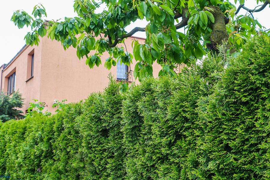 Gumieńce dom wolno stojący dz. 727 m2 1,8 mln (21)