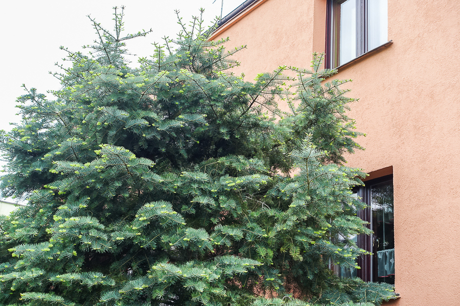 Gumieńce dom wolno stojący dz. 727 m2 1,8 mln (20)