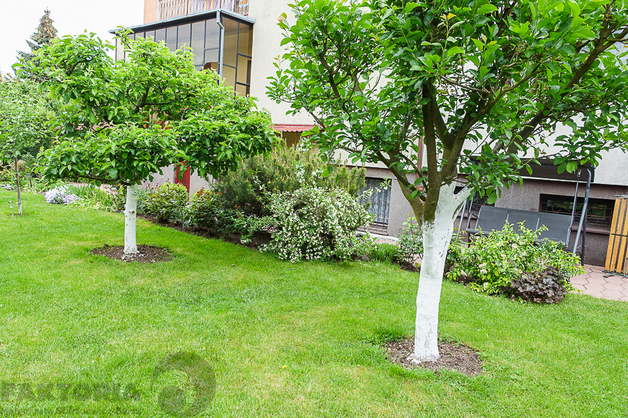 Gumieńce dom wolno stojący dz. 727 m2 1,8 mln (16)