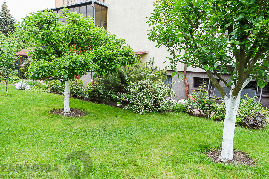 Gumieńce dom wolno stojący dz. 727 m2 1,8 mln (17)