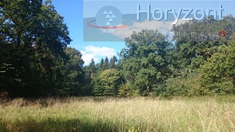 Duża działka pod agroturystykę blisko Maszewa (8)