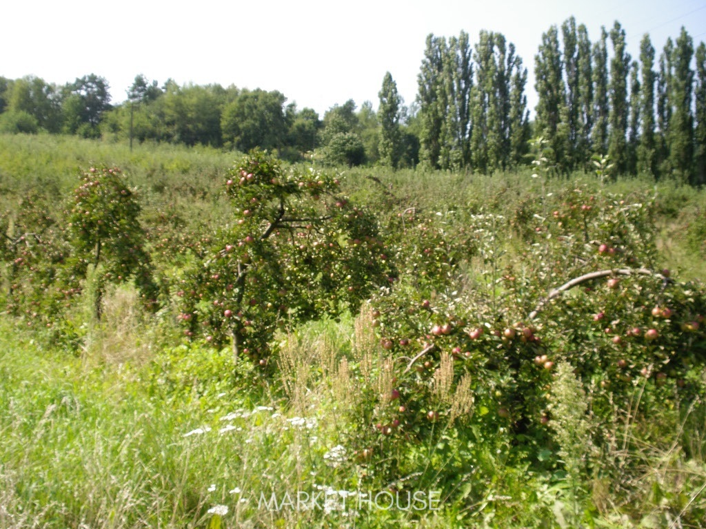 Działka pod zabudowę (7)